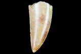 Serrated, Raptor Tooth - Real Dinosaur Tooth #102392-1